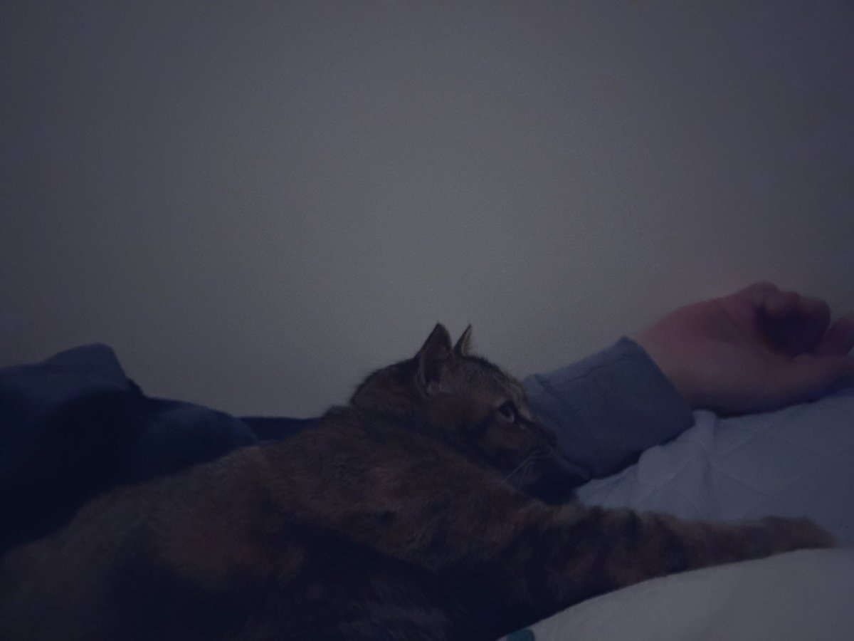 シャルトリューズ　エリキシル@Tonberry tweet media