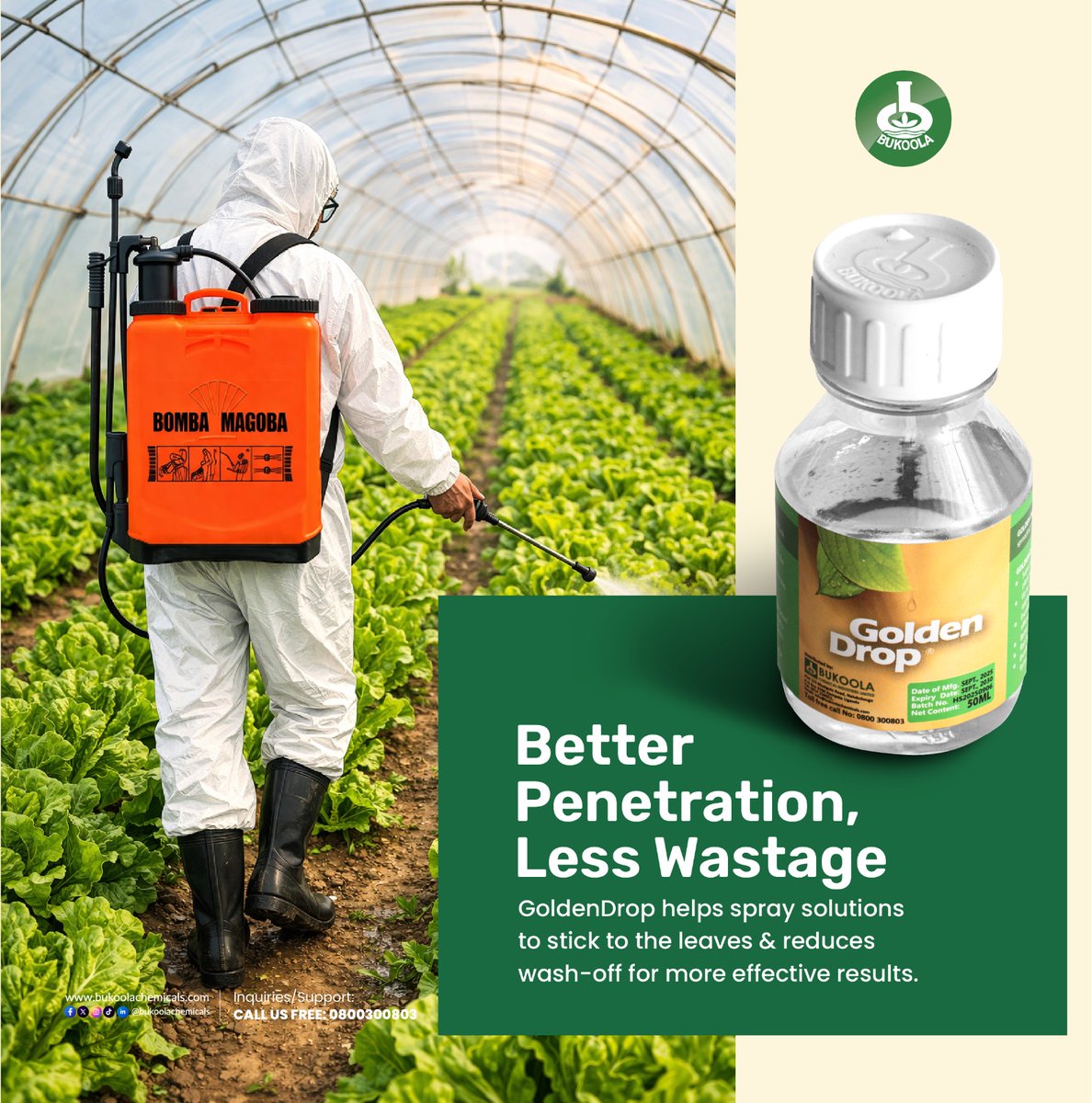 BukoolaChemical's tweet image. With Golden Drop, your spray works harder, sticking to leaves and reducing wash-off. Get more value from every application. Find Golden Drop at your nearest agro inputs shop.
#BukoolaChemicals #GoldenDrop #EfficientFarming #ReduceWastage