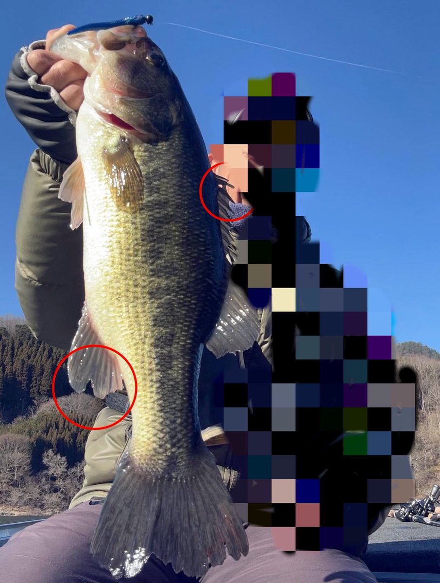 マッチャン tweet media