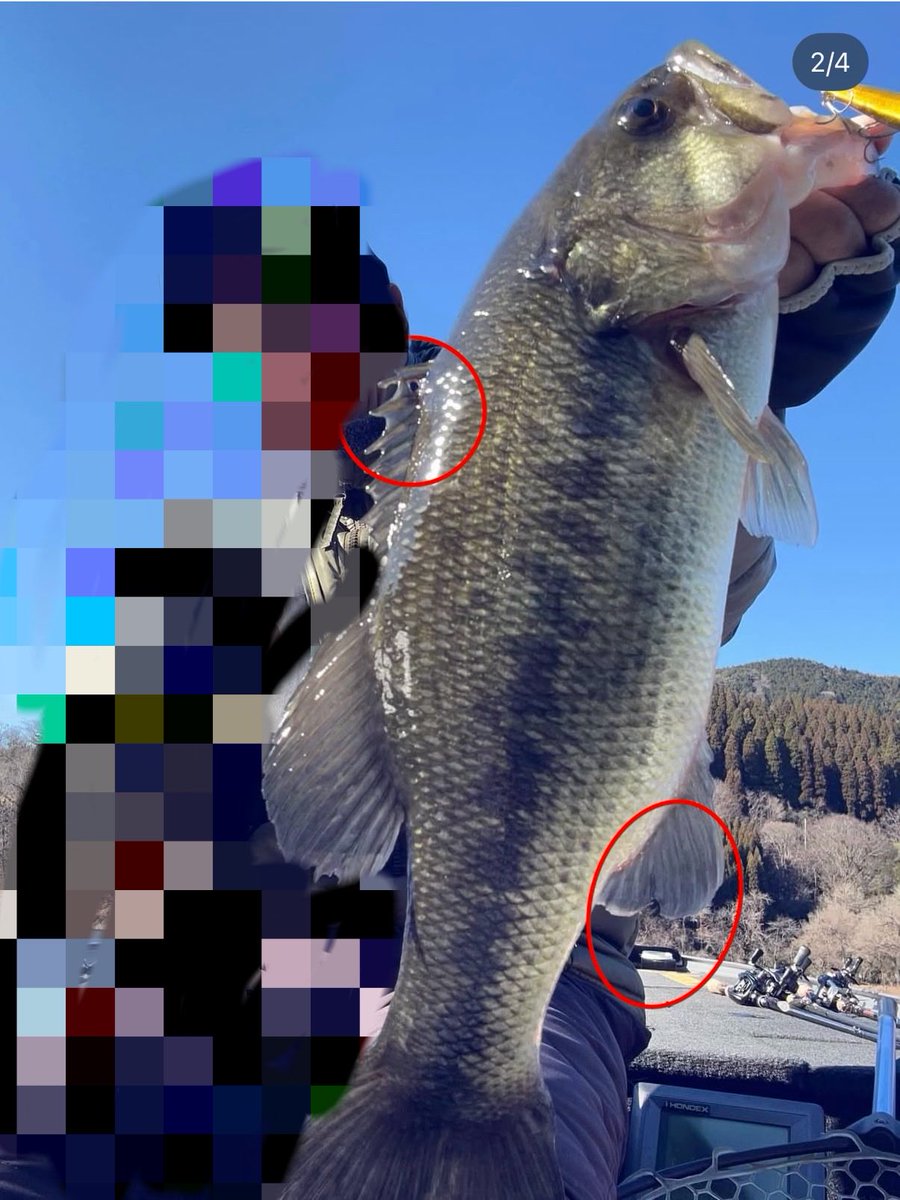 マッチャン tweet media