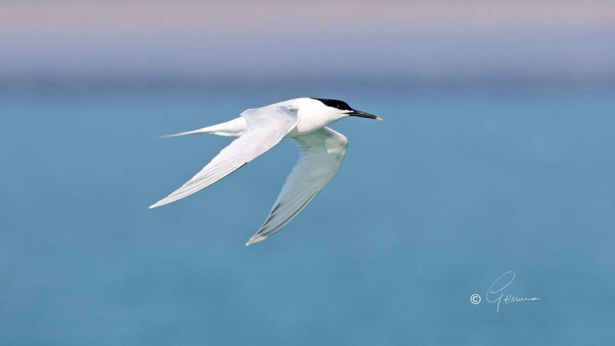 BC_Gemma's tweet photo. Sandwich Tern, Ballycotton - a few already back here now from their wintering grounds, some from as far as South Africa. #Birds #BirdsSeenIn2026 #IrishBirding https://t.co/IMQTEEYalx