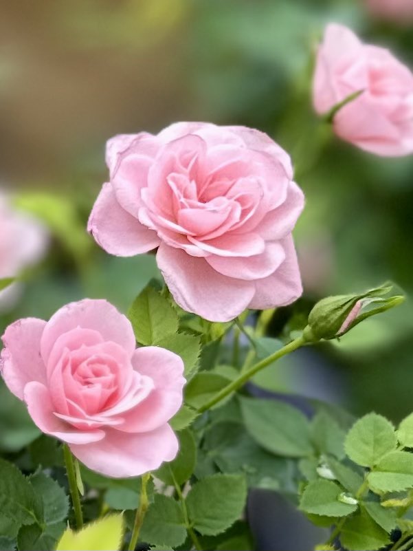 ぽんず. ෆ⸒⸒ tweet media