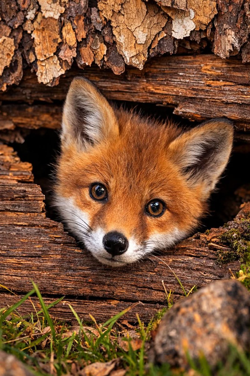 Adea Claude tweet media