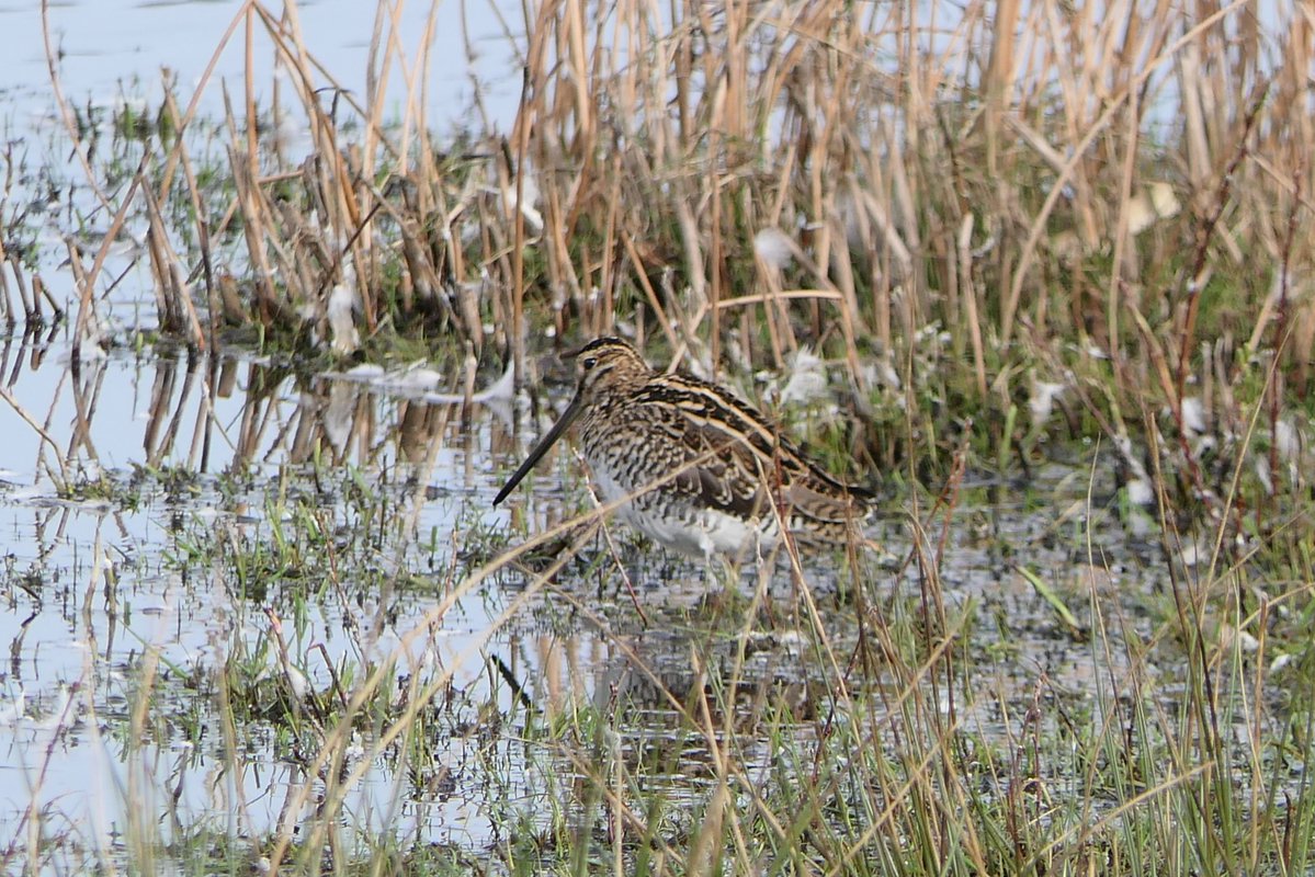 𝓡𝓮𝓿𝓭 𝓓𝓪𝓿𝓲𝓭 𝓐𝓽𝓴𝓲𝓷𝓼𝓸𝓷 tweet media