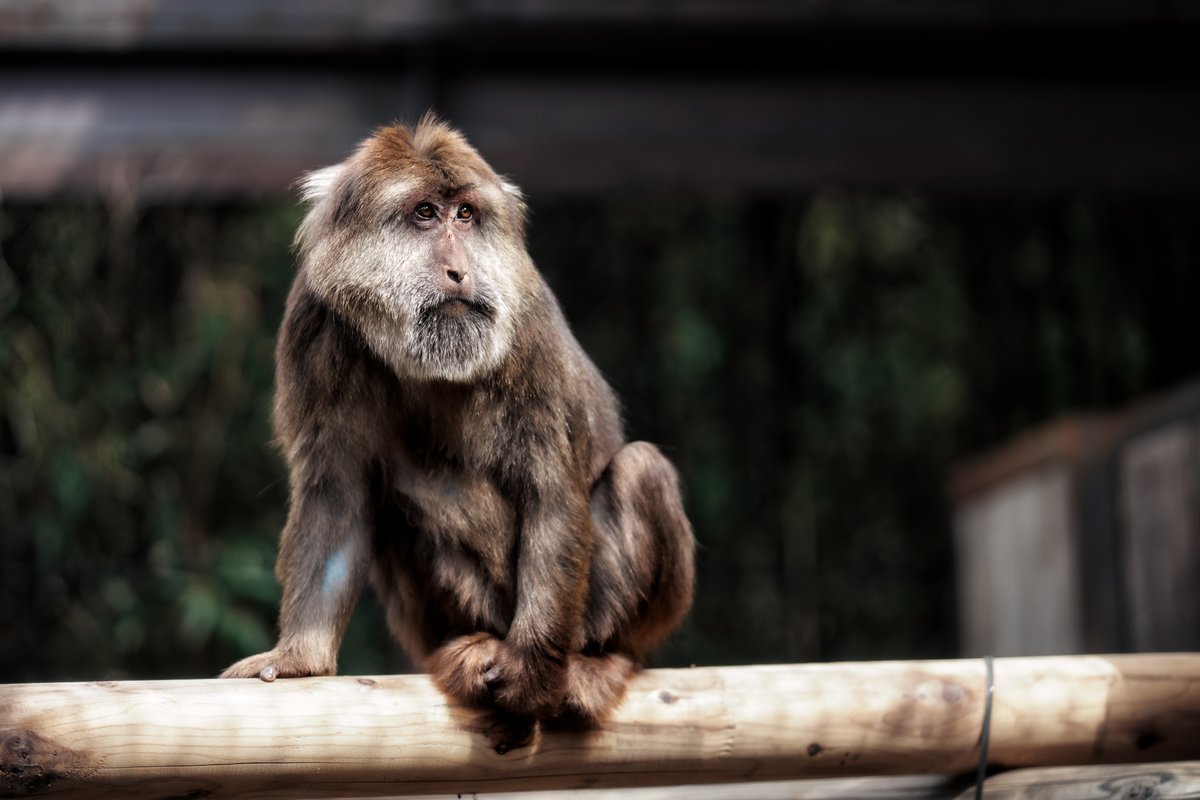 散歩の人 tweet media