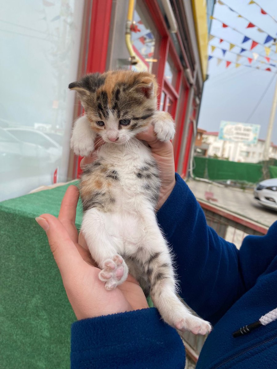 off şu fıstıklara bakın her eve lazım şansınıza yuva da arıyorlar bursaaa