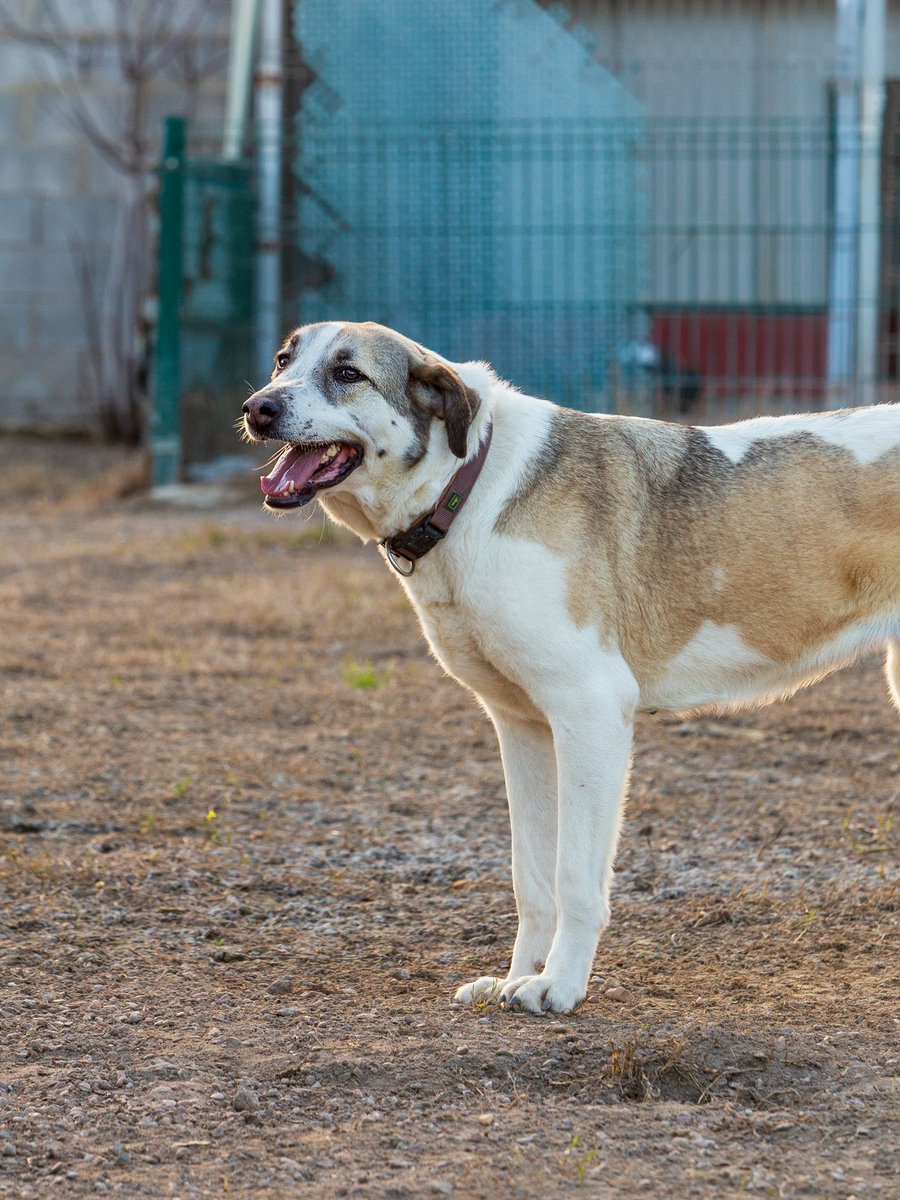 R O S A

Nuestra Rosa hace un tiempo que se encuentra en una casa de acogida, está descubriendo los paseos, vivir en una casa, una camita cómoda...pero sigue buscando un hogar definitivo 🙏🏻 ¿Le ayudas a encontrarlo?

adopciones@elrefugioescuela.com

elrefugioescuela.com/la-mastina-rosa
