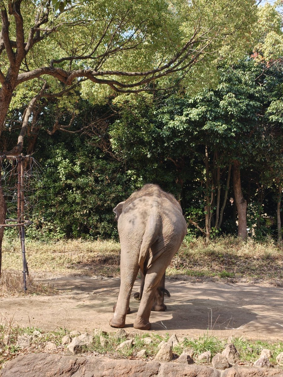 ほかほか湯どうふ定食 tweet media