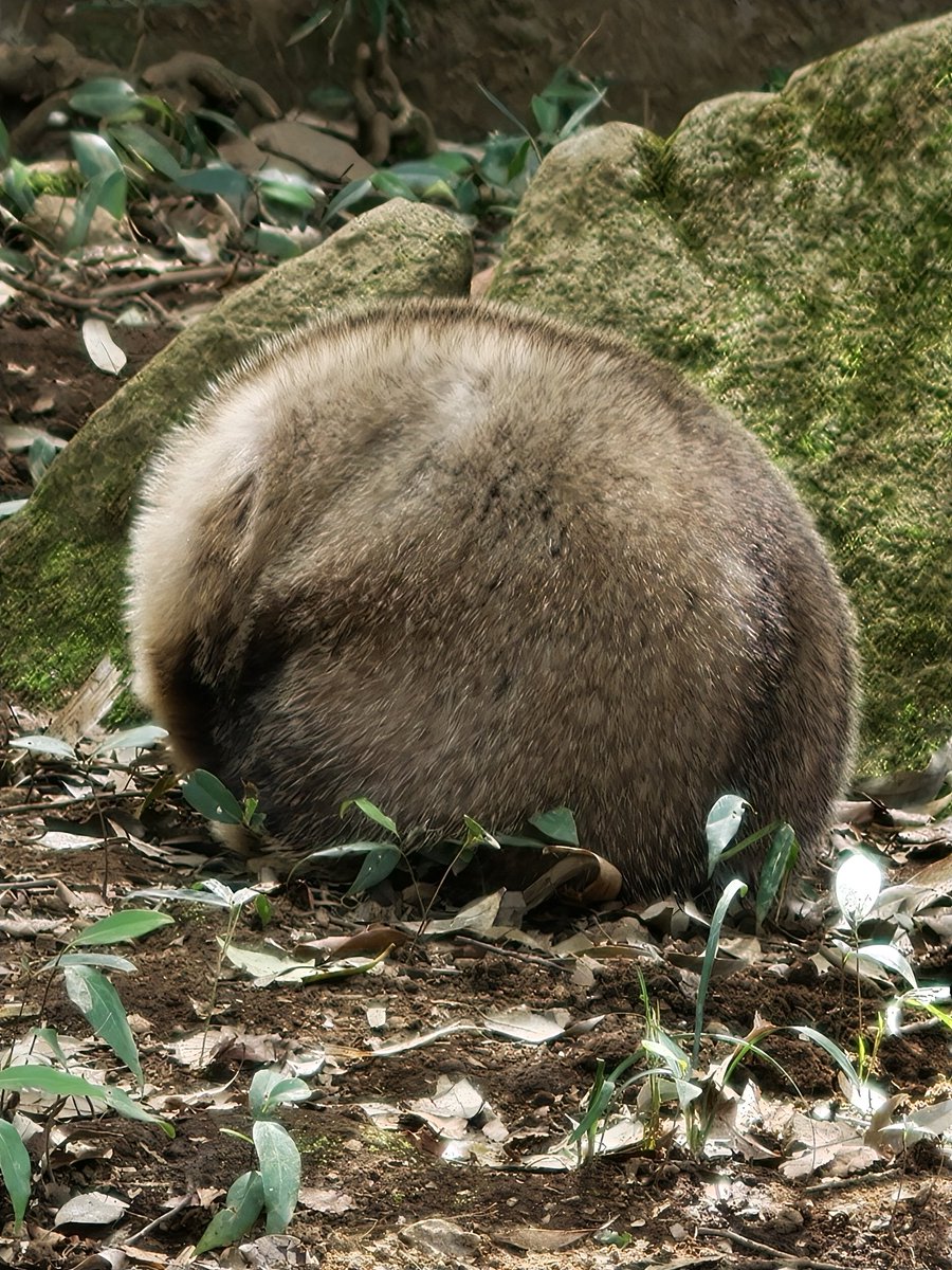 ほかほか湯どうふ定食 tweet media