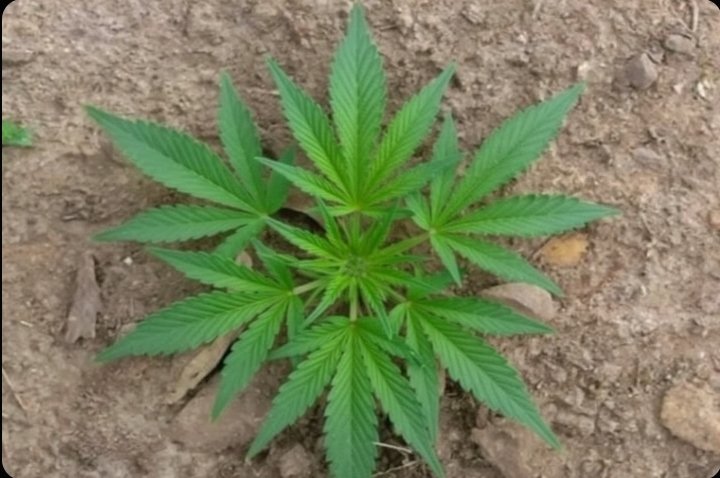 Sumatera Adil & Federal tweet media