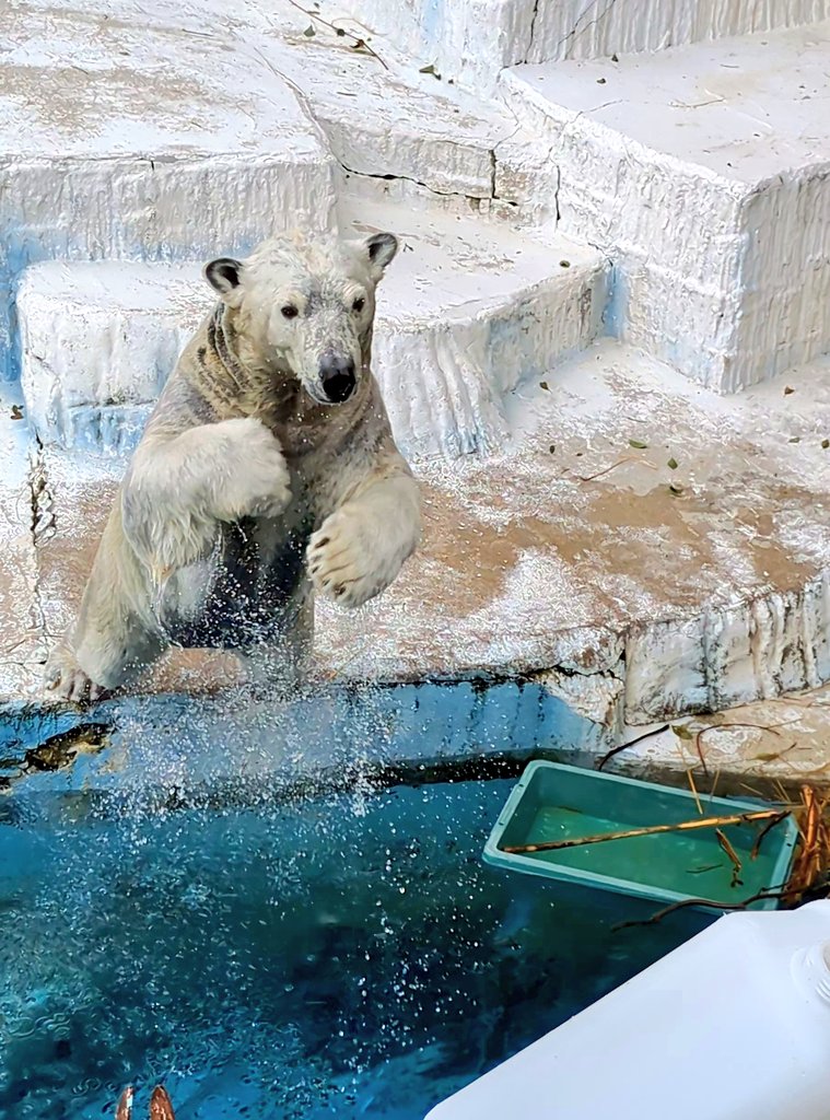 ぽっちゃん tweet media