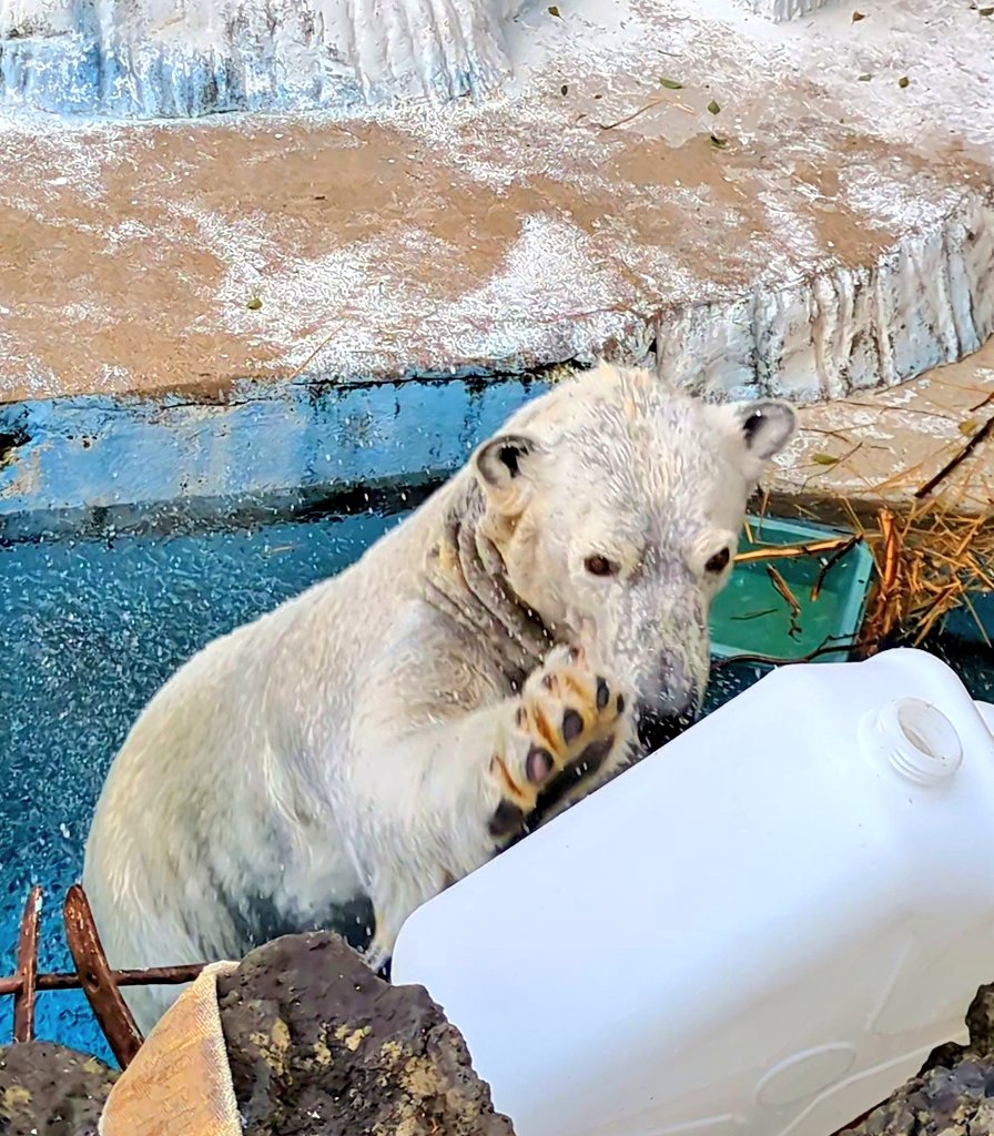 ぽっちゃん tweet media