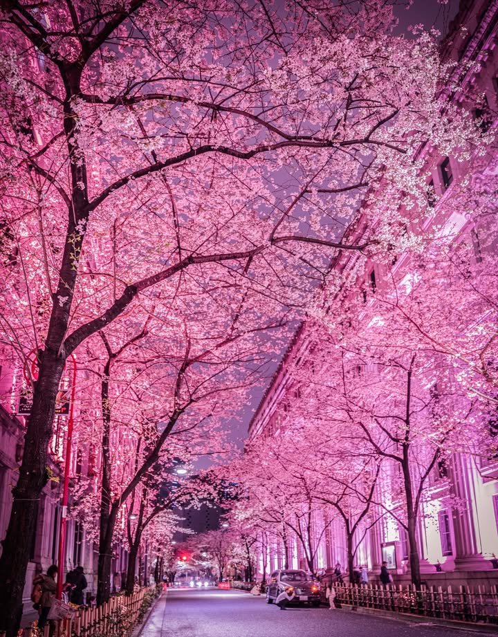 Paradise of Nature tweet media