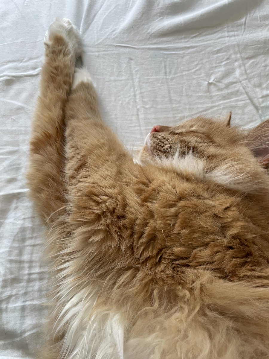 Zane Radzobe tweet media