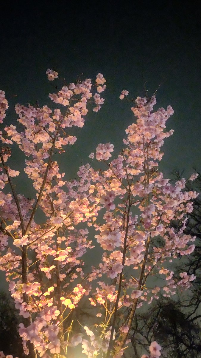 ニクキュー tweet media