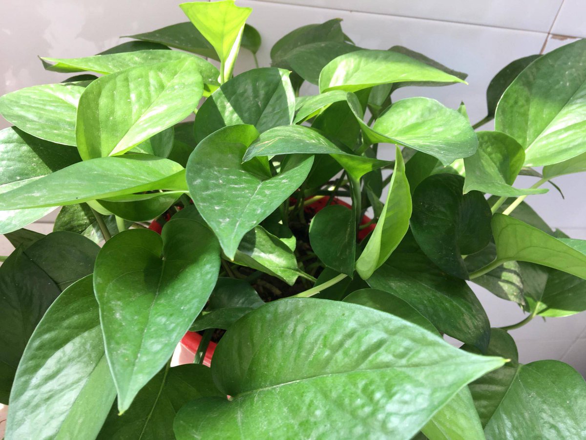 zuga chambers tweet media