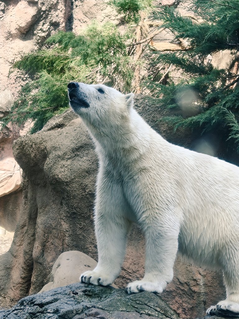 ほかほか湯どうふ定食 tweet media