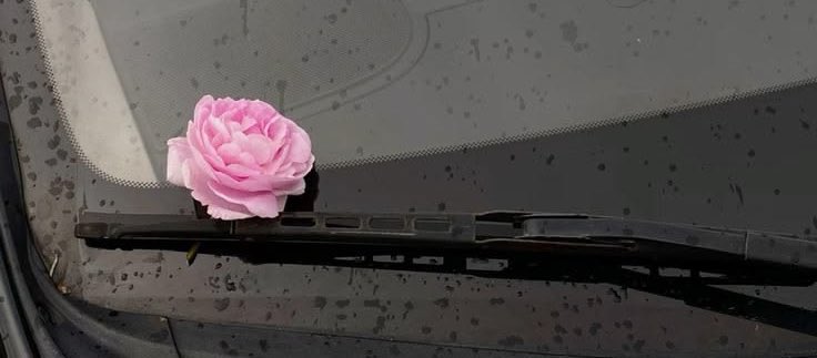 نـِبـض ✗ tweet media