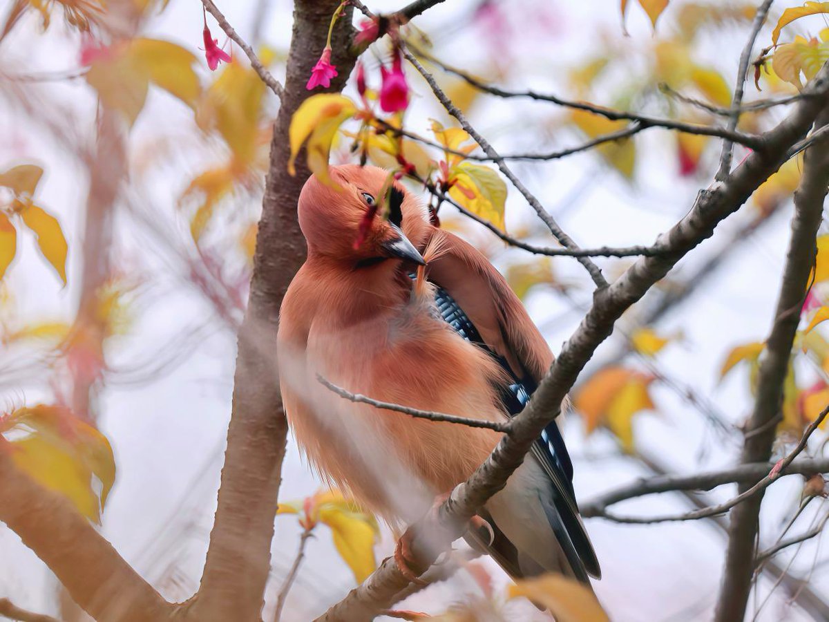 PHuaiyuan01's tweet image. In spring, cherry blossoms bloom across orchards in Qimen County, Huangshan, Anhui.Birds flit among the flowers, adding life and movement to the scene. 🌸🦜
📸: Liu Junquan
#SpringInChina #ChinaTravel #TravelinAnhui