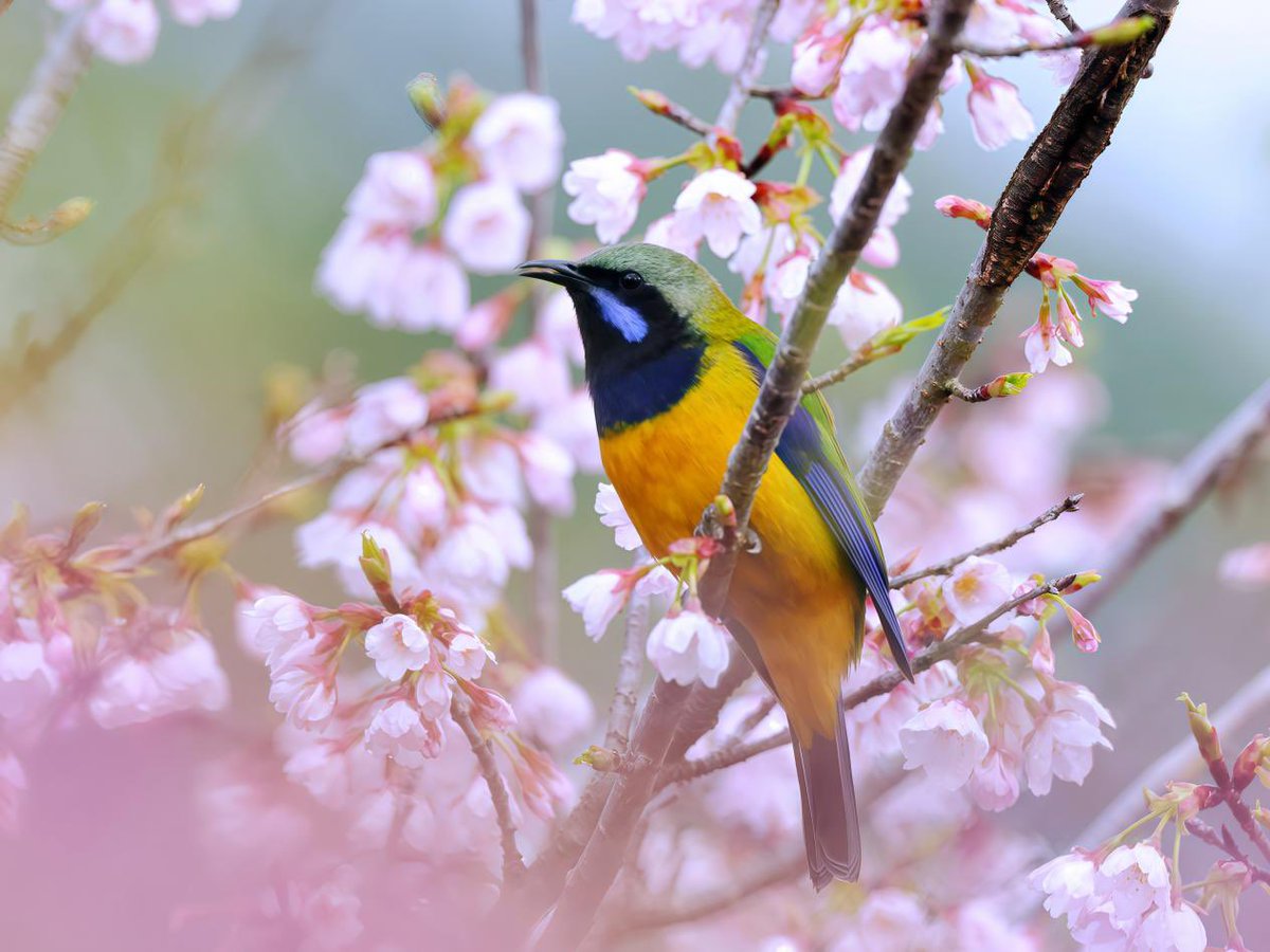 PHuaiyuan01's tweet image. In spring, cherry blossoms bloom across orchards in Qimen County, Huangshan, Anhui.Birds flit among the flowers, adding life and movement to the scene. 🌸🦜
📸: Liu Junquan
#SpringInChina #ChinaTravel #TravelinAnhui