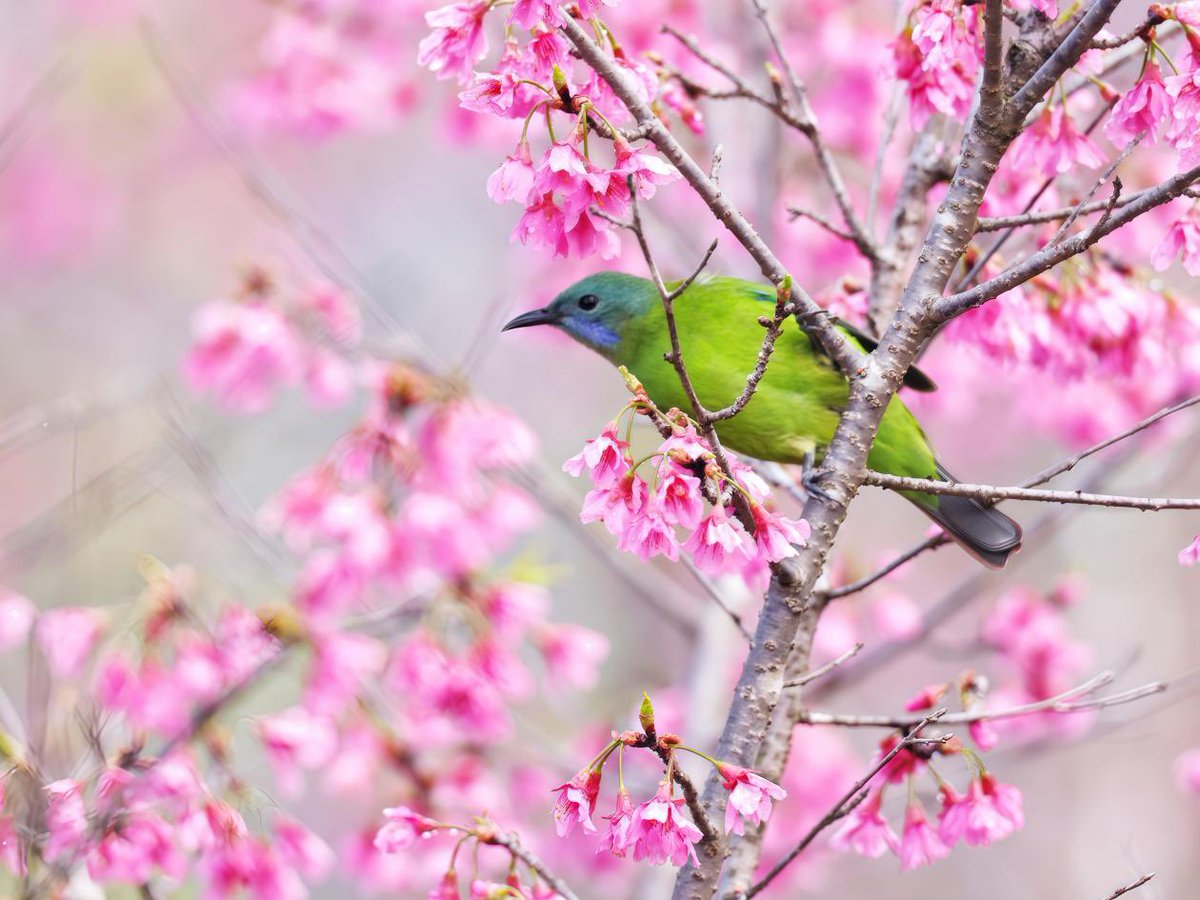 PHuaiyuan01's tweet image. In spring, cherry blossoms bloom across orchards in Qimen County, Huangshan, Anhui.Birds flit among the flowers, adding life and movement to the scene. 🌸🦜
📸: Liu Junquan
#SpringInChina #ChinaTravel #TravelinAnhui