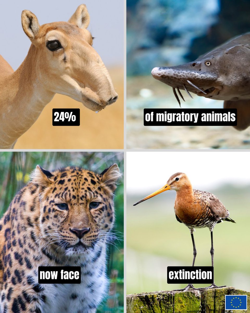 EU Environment tweet media