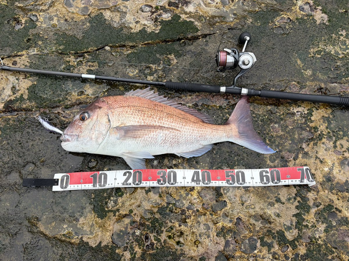 ジギプラ tweet media