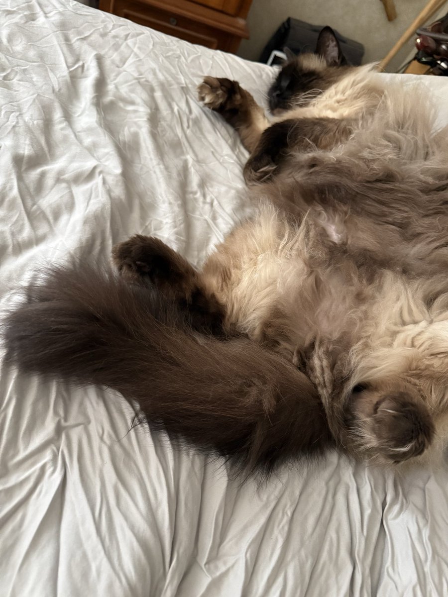 House of Mau tweet media