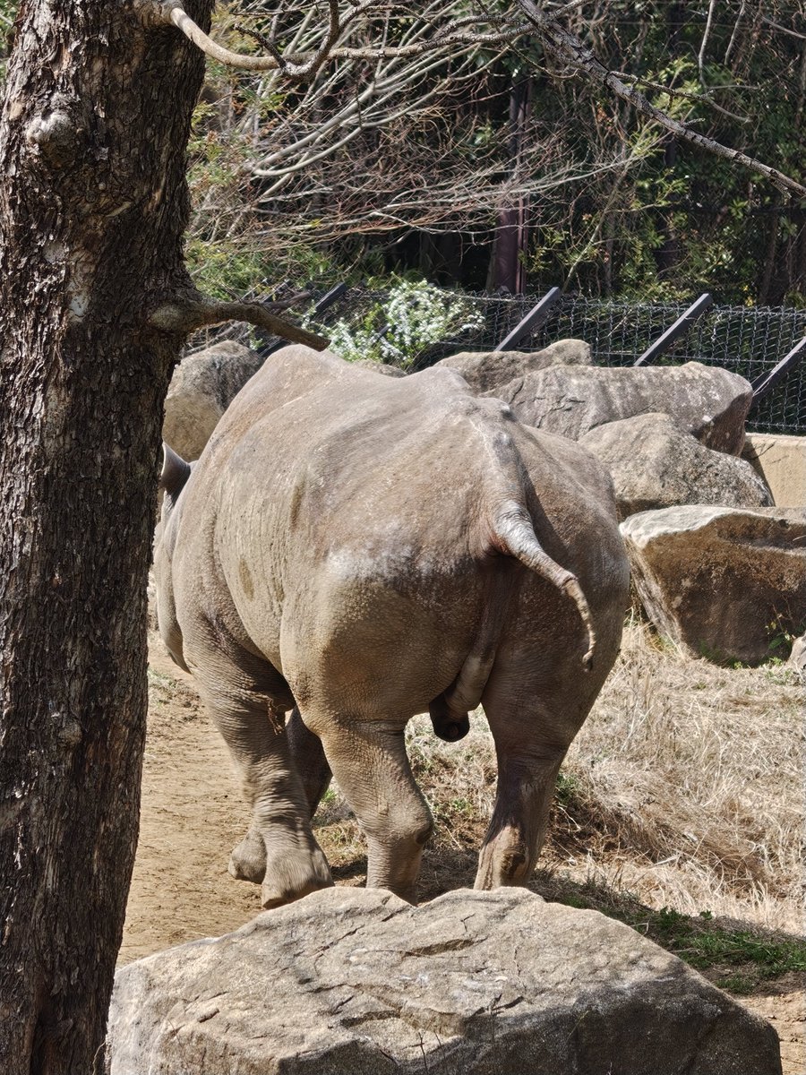 ほかほか湯どうふ定食 tweet media