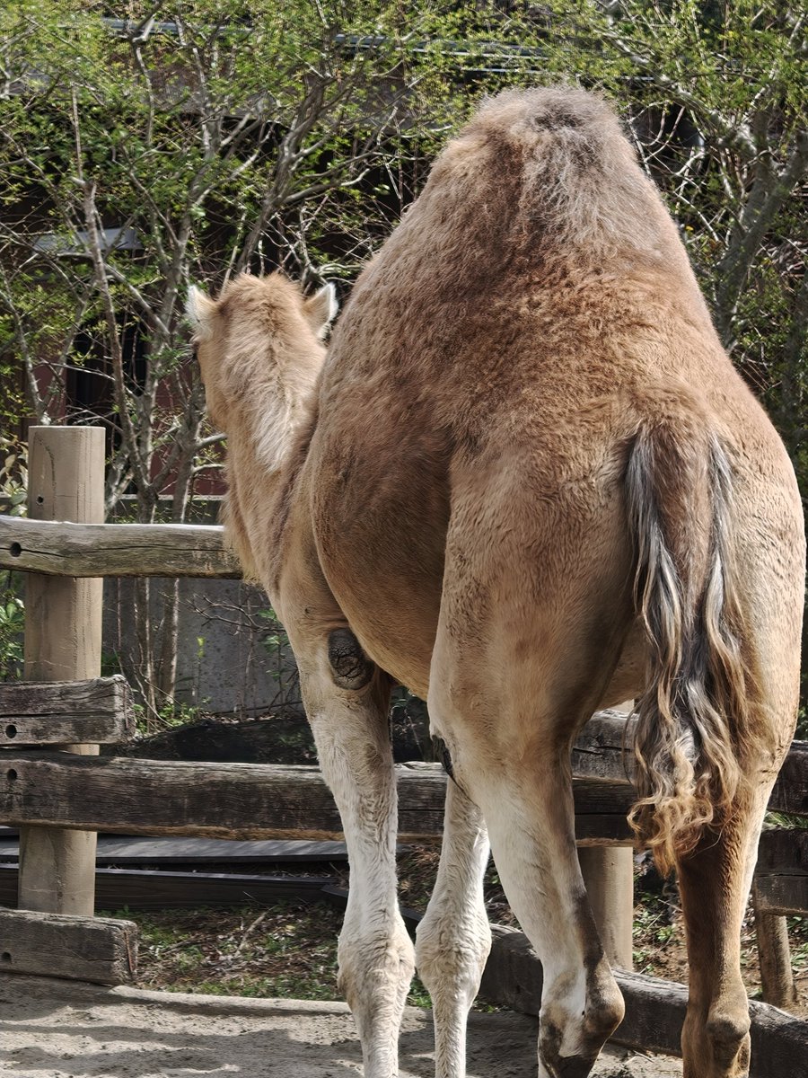 ほかほか湯どうふ定食 tweet media