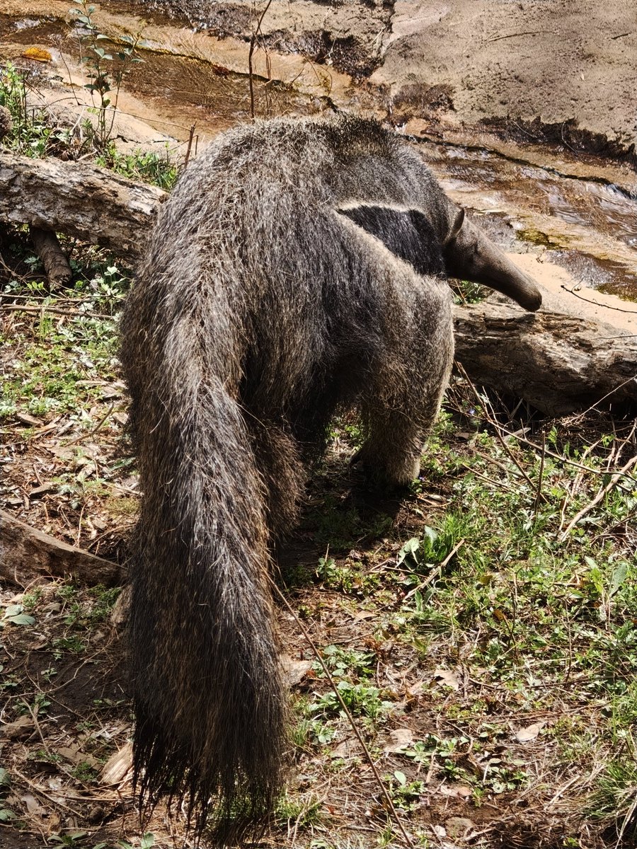 ほかほか湯どうふ定食 tweet media