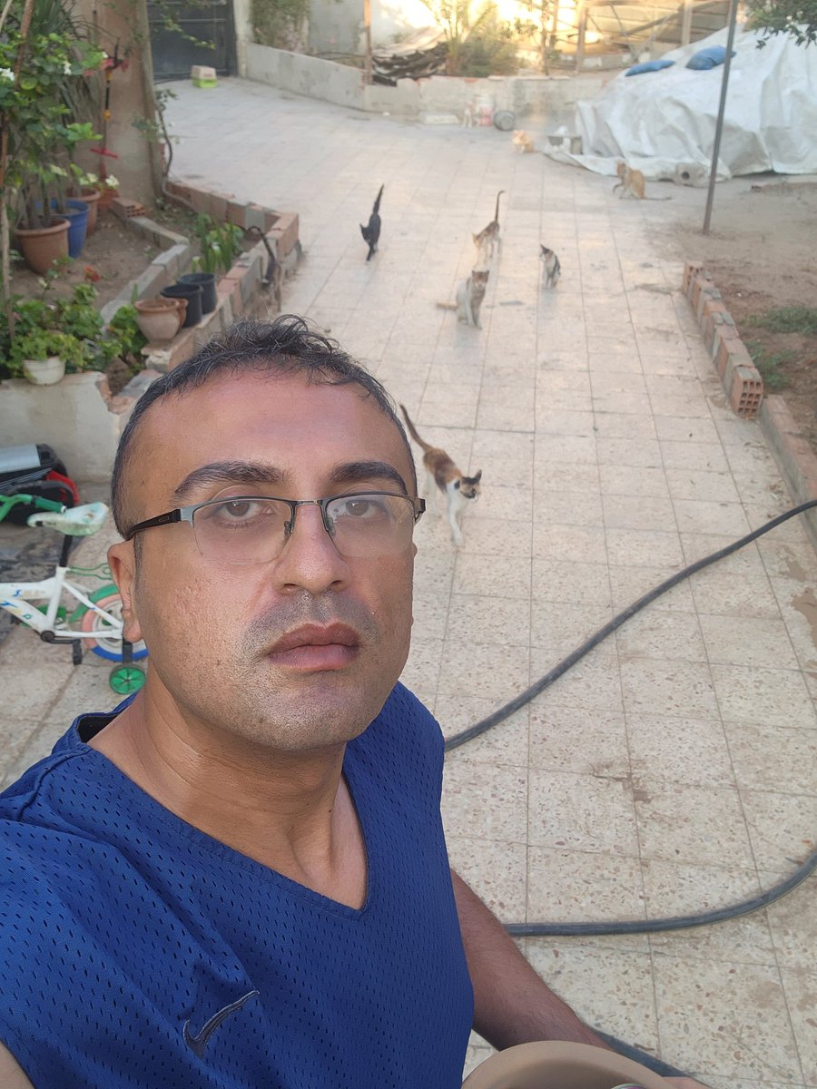 help cats tweet media