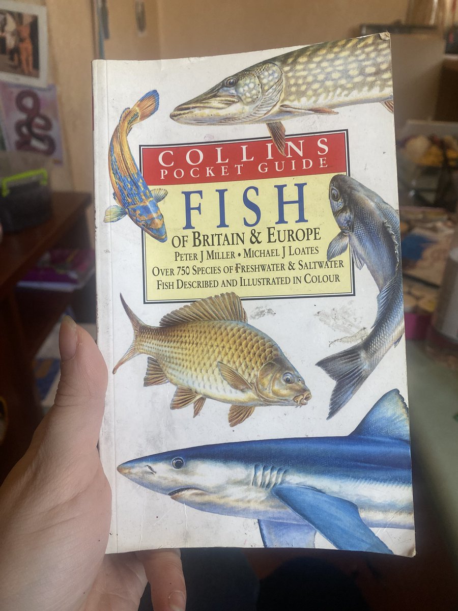 weretree Vilha| COMMS OPEN tweet media