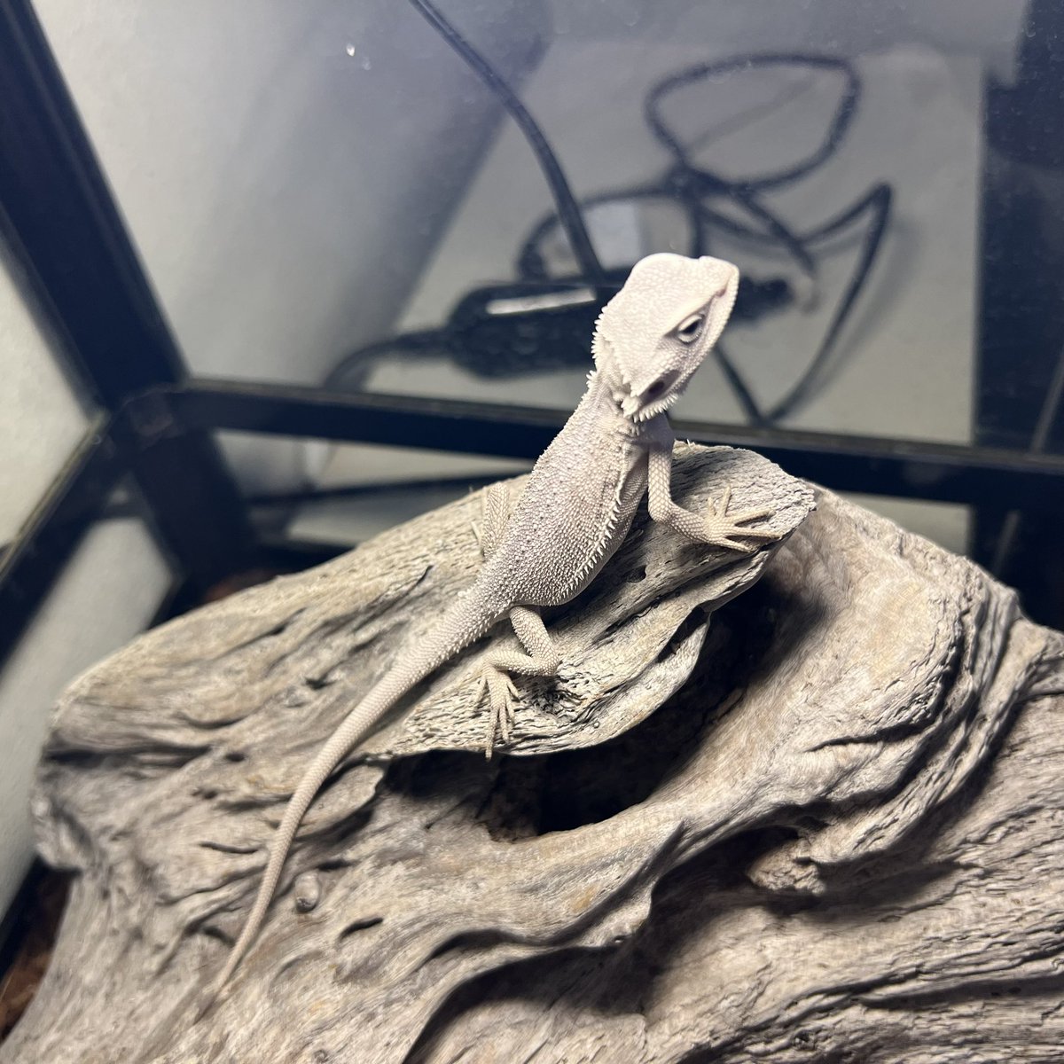 ぜろまるペッツ tweet media