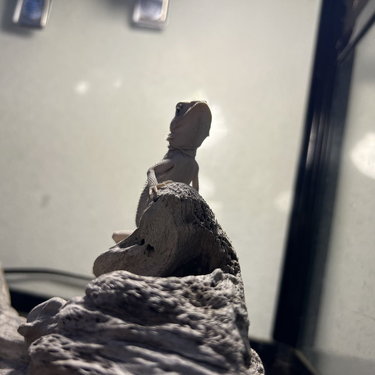 ぜろまるペッツ tweet media