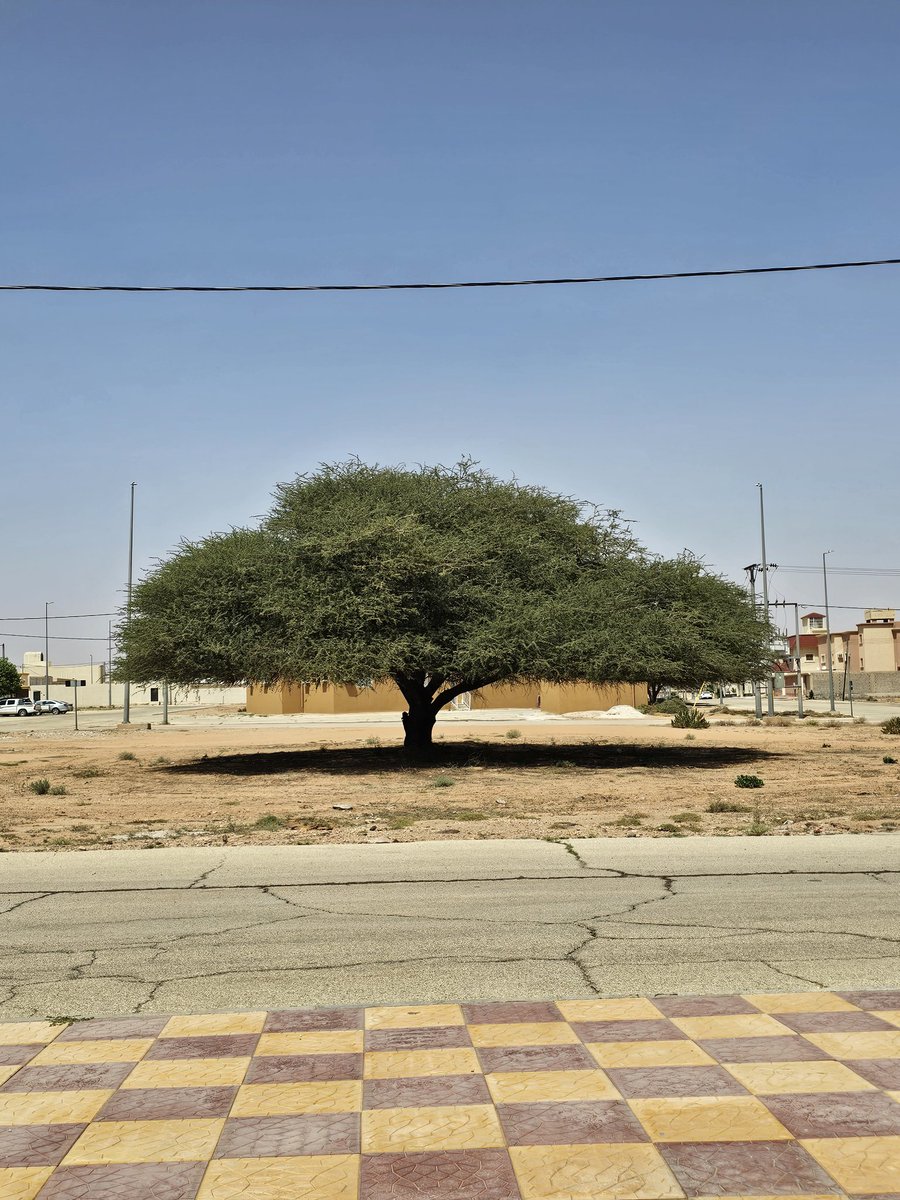 عبدالرحمن بن عبدالله الدايل 🇸🇦 tweet media