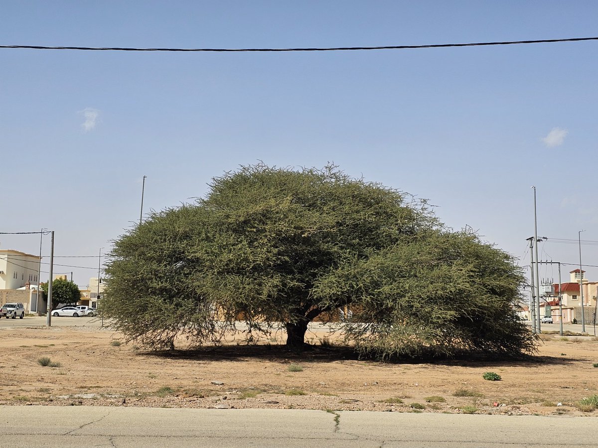 عبدالرحمن بن عبدالله الدايل 🇸🇦 tweet media