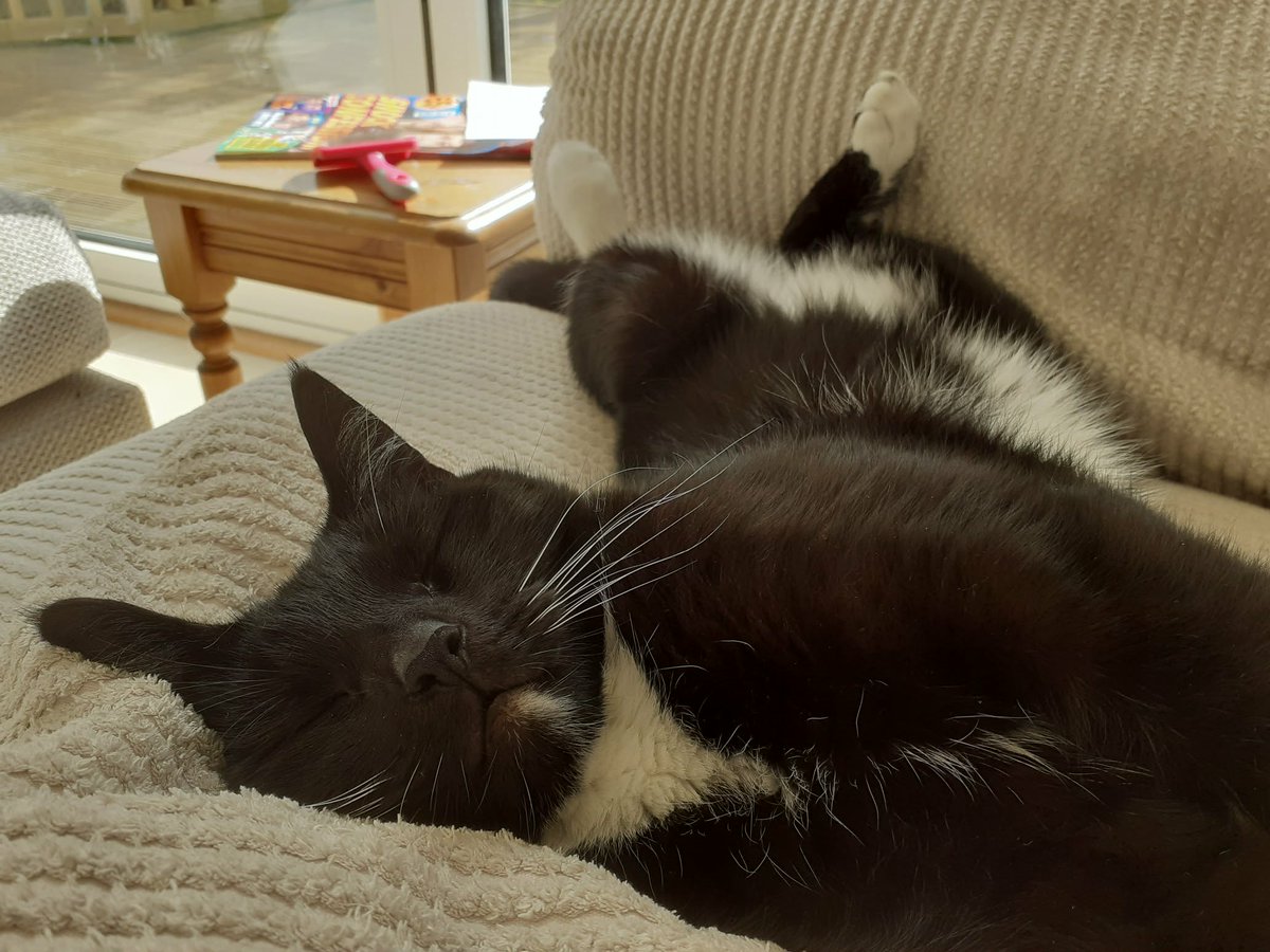 Martha the Nightshift Cat tweet media