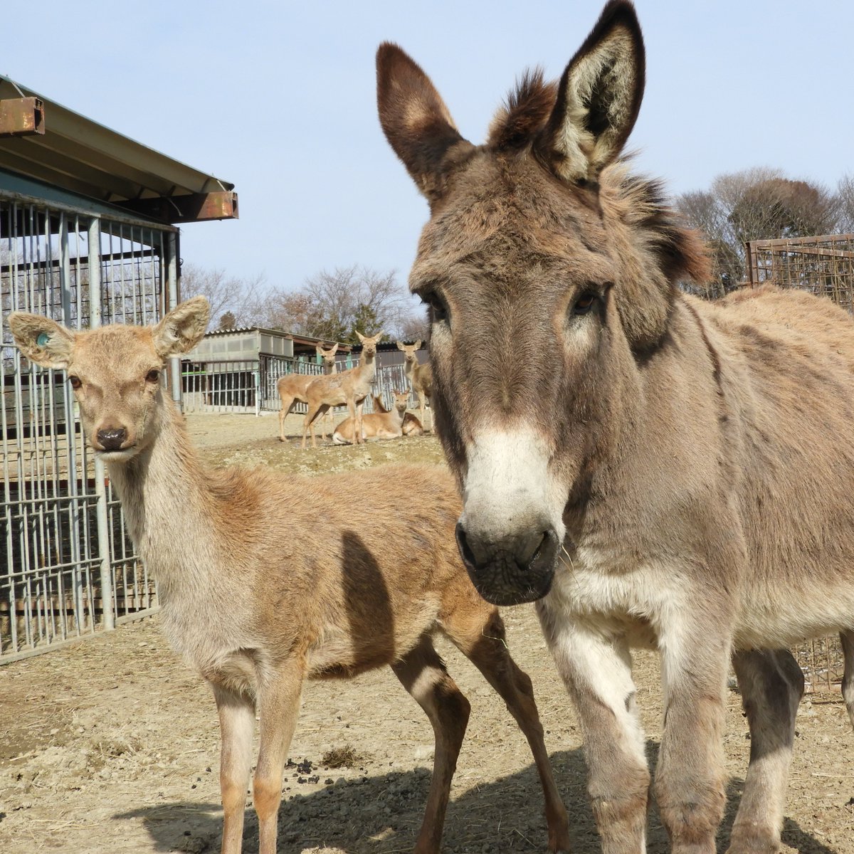 岩手サファリパーク tweet media