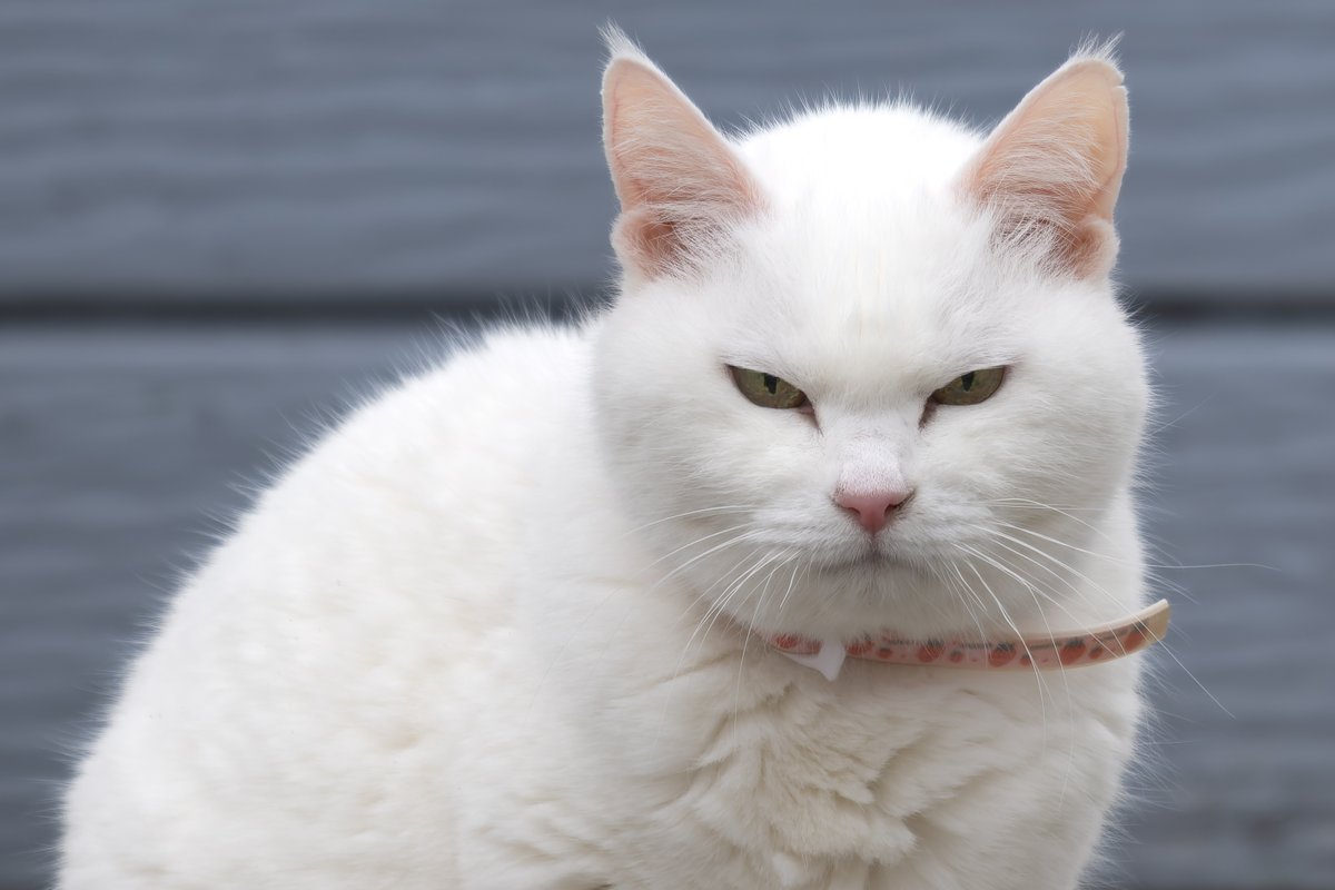 国華山 高龍寺 tweet media