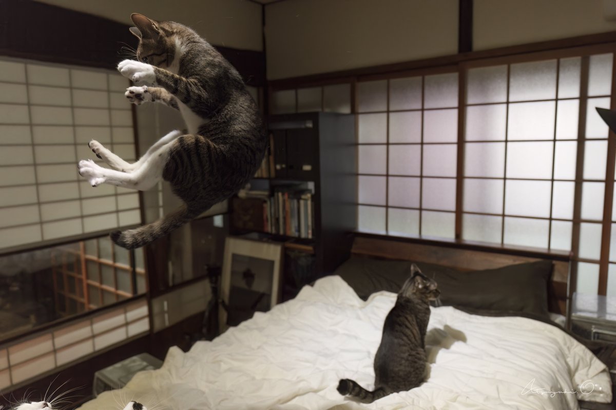 大島 淳之 / Atsuyuki Ohshima tweet media