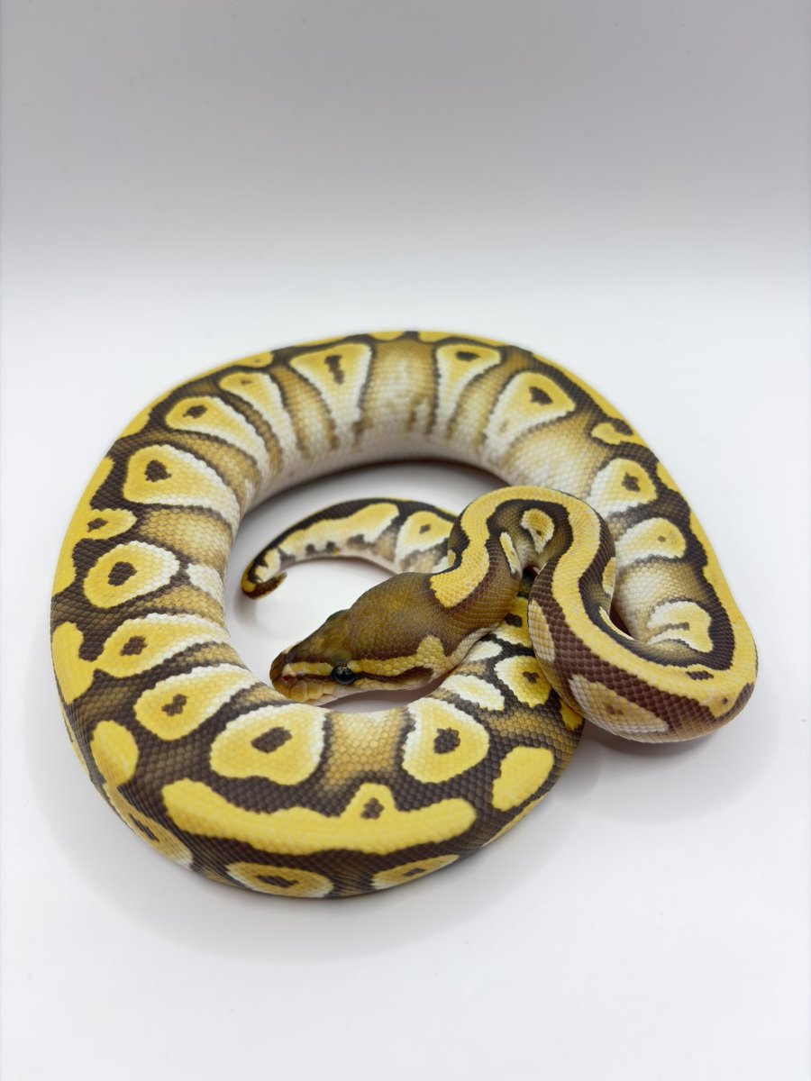 810lasucivia tweet media