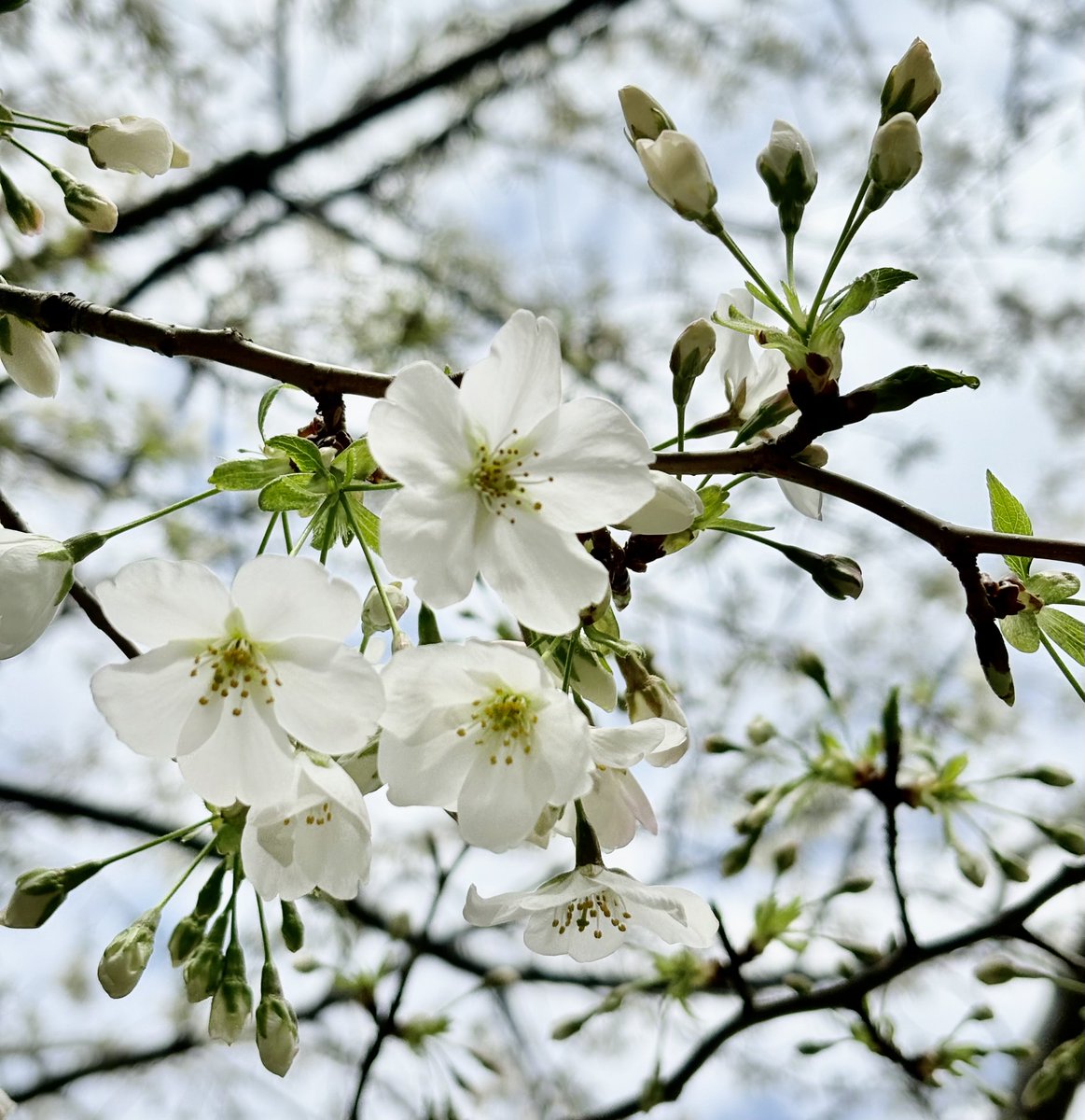 AJ✨Marc tweet media