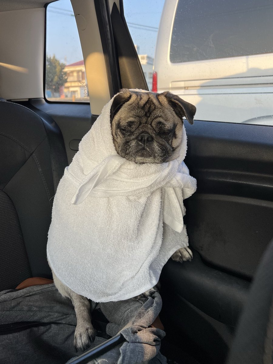 ミニブタのあぽこちぃ tweet media