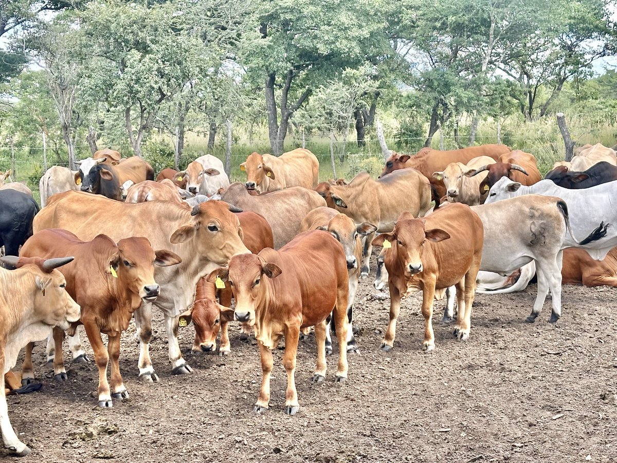 Klipranch tweet media