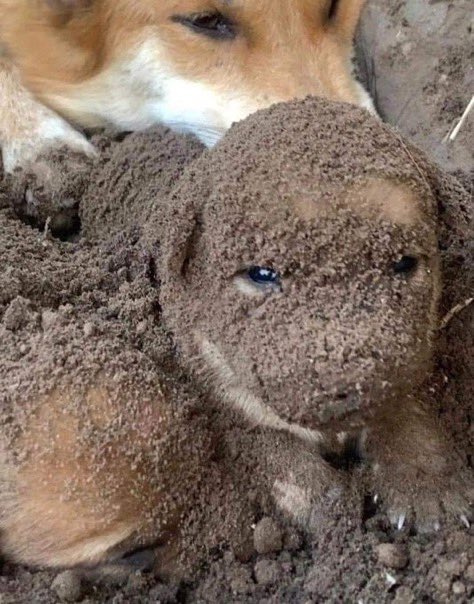 puppies video tweet media