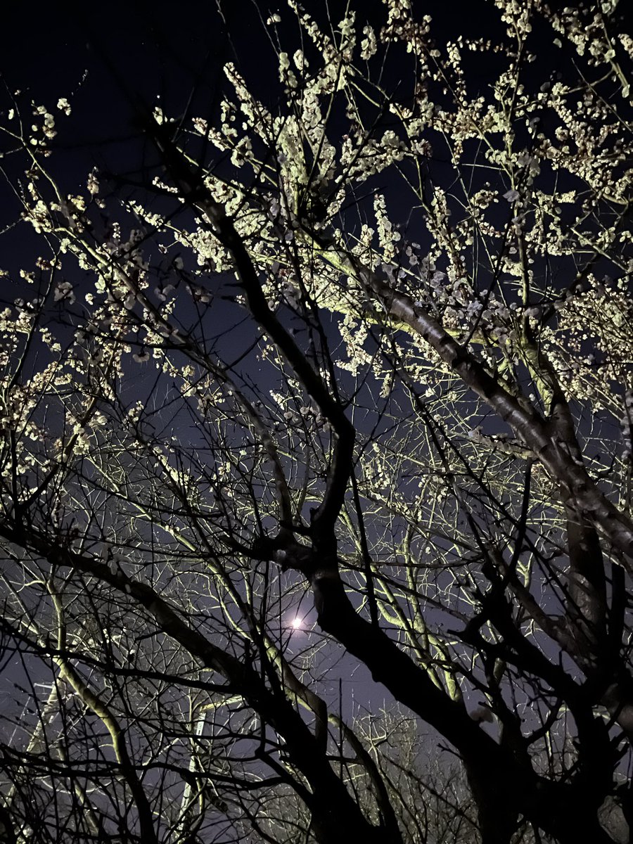 梅の花が散ったあと

杏の花が咲いて

また庭が華やいだ　… 🌸✨

兄か　…  

それとも私か　… ？の

卒業記念樹

＃雨上がり
#春夜
#夜空
#三日月
#弥生
#杏の木
#杏の花
#卒業記念樹
#実家庭
#帰省