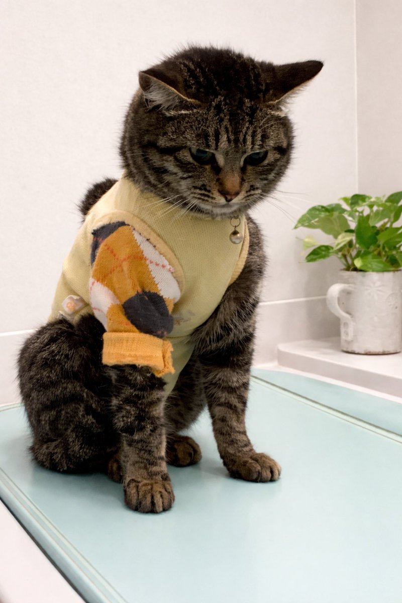 ♧Kuma♧ tweet media