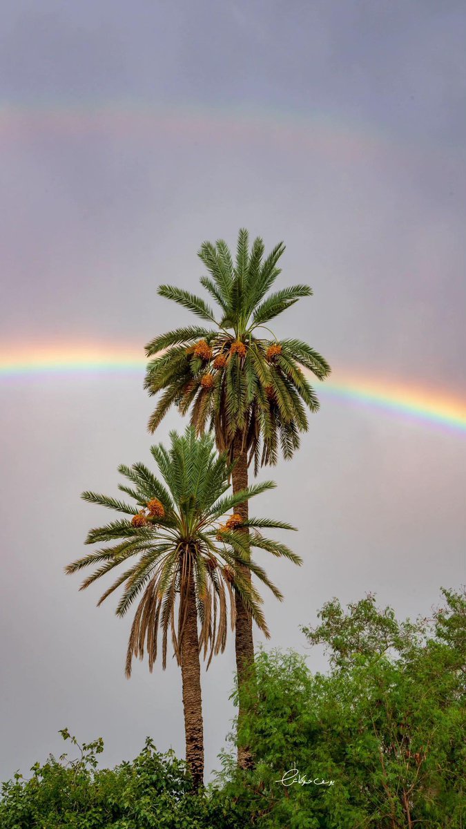 المملكة tweet media