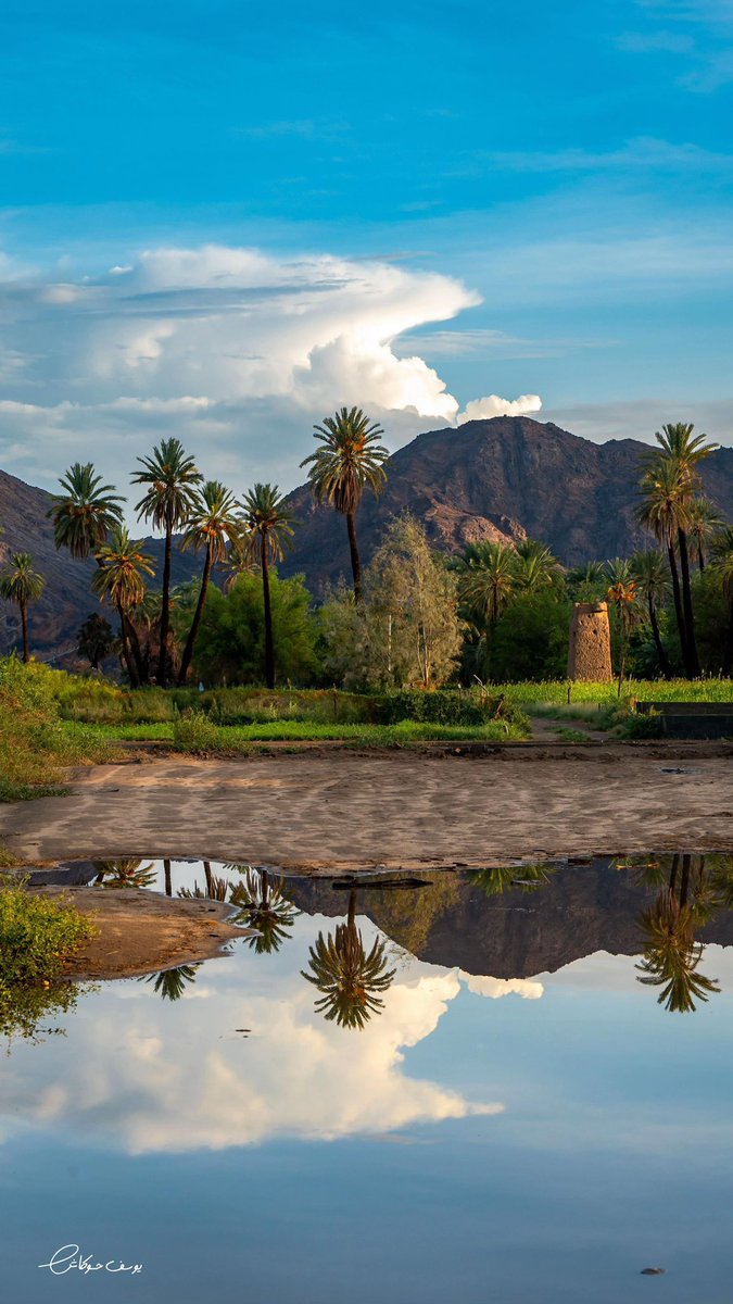 المملكة tweet media